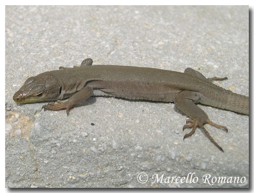 Una Podarcis siculus dalla livrea omogenea